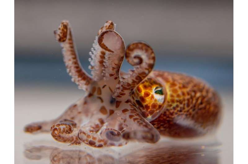 Bioluminescent bacteria coordinate signaling to colonize squid's light organ