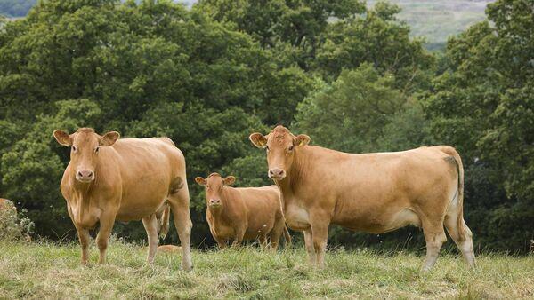 'Sell hard' — Beef factories starting to get hungry for stock